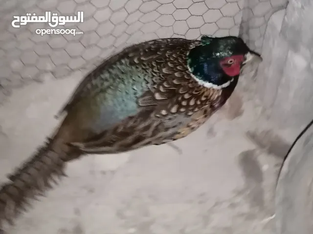 جوز فزنت شغال