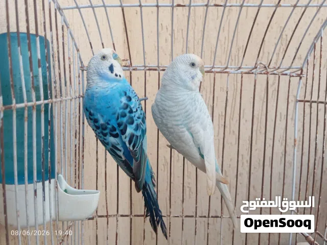 جوز بقلينو ساخن على تدحاي