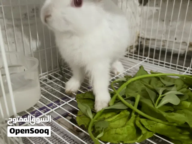 1 small rabbit