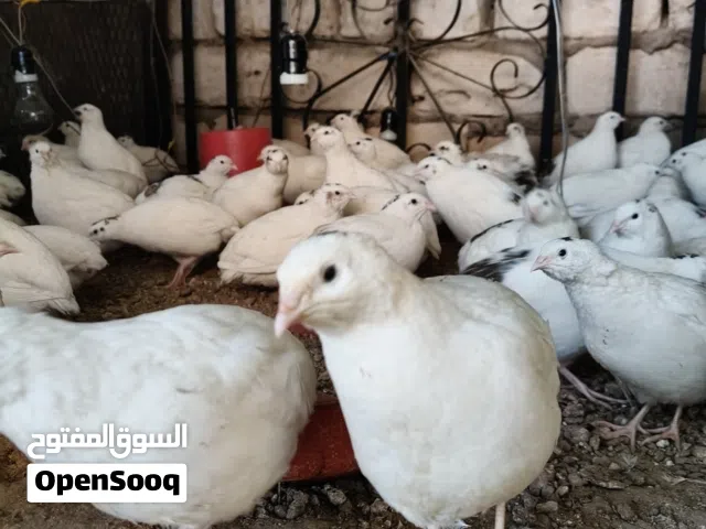 سمان للبيع الله يبارك ناشط محصن خالي من الأمراض بإذن  الله العمر في حدو50يوم العدد الي قعدو في حدود