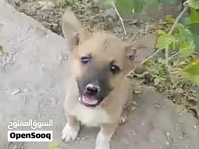 جراوي اثنين ذكور هجينات عمر شهرين