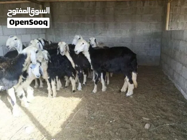 للبيع جعد نجدي 20 راس شي فيهم تحتها شي عشار