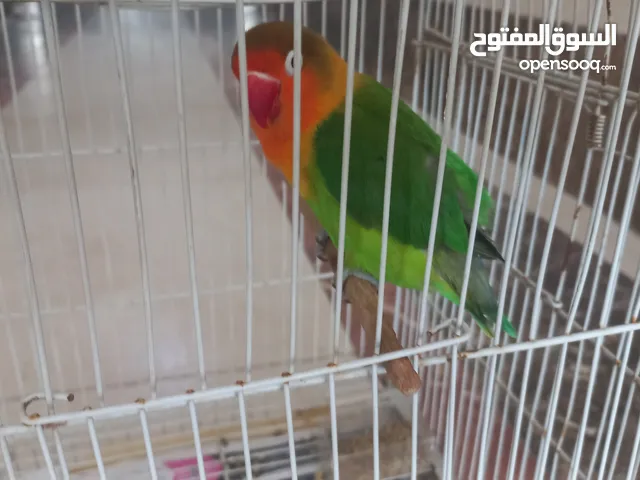 ببغاء أليف جدا ب270