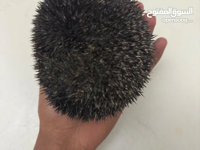 قنافذ