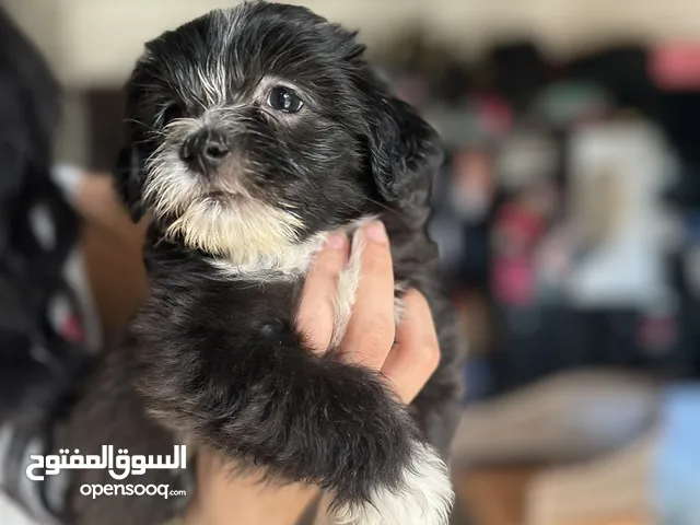 كلاب شيتزو جراوى