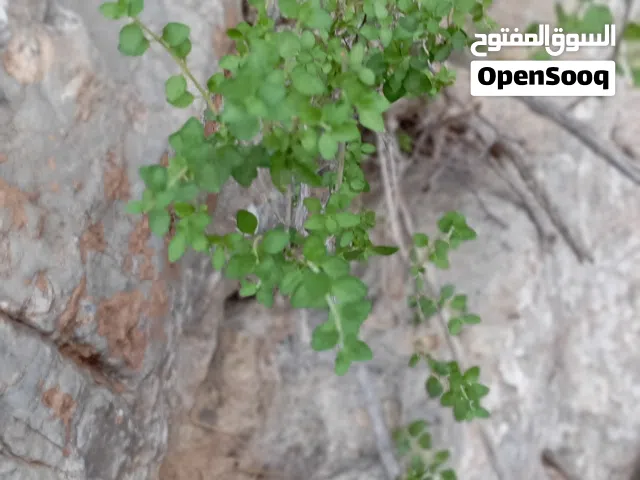 سعتر عماني للبيع