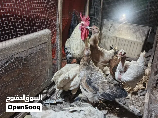 6 دجاجات و ديج امايات بياضات الصحه خير من الله اذا تاخذهن كلهن سعرهن يختلف السعر خاص