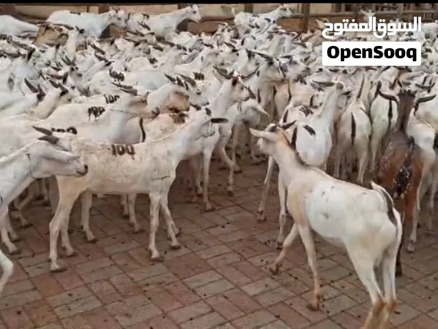 أغنام صوماليه متوسطه بجوده عاليه بيع بجمله