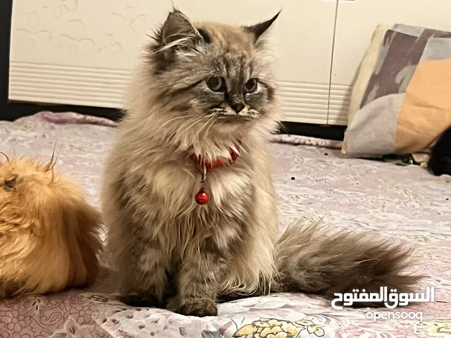 Pure persian kittens