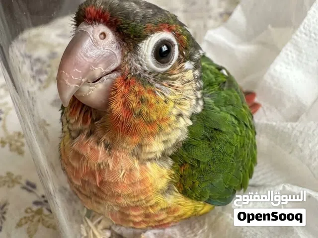 يلو سايد كنيور ، شهرين نهايه الغر يستجيب للغر ، جدا نشيط و اليف