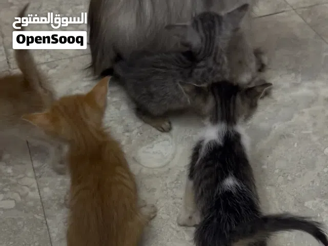 ام للتبني مع عيالها الخمسة