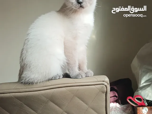 Kitten for sale
