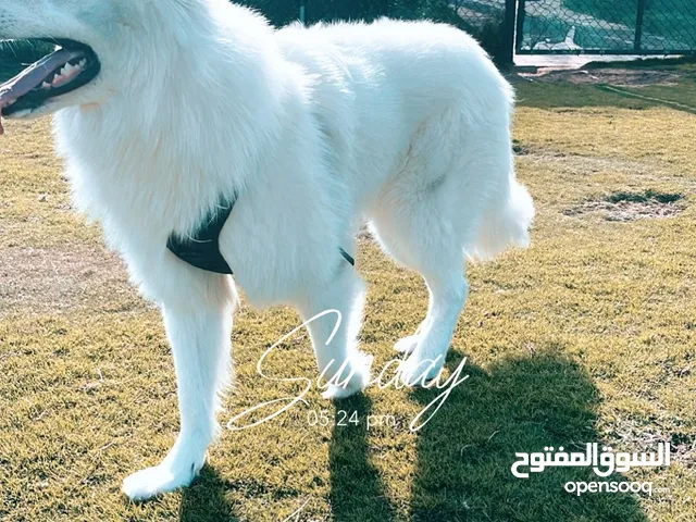 dog for adoption