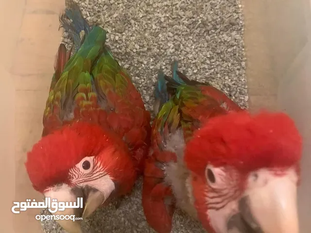 Baby African Grey Casko, Cockatoo and Macaw Parrots