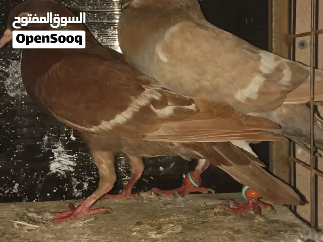 ثلاث جواز نخب للبيع
