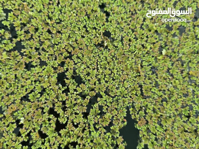 ازولا نوعية ممتازة