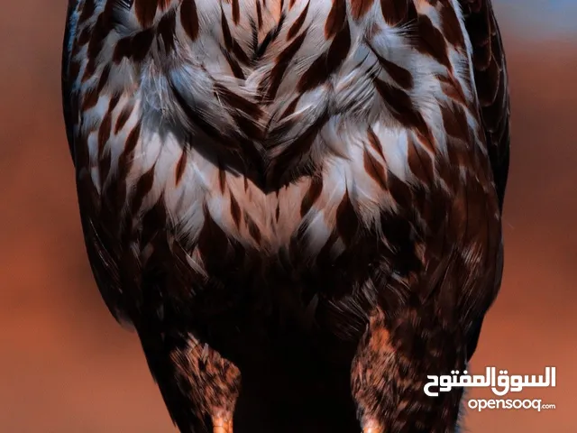 سلطان