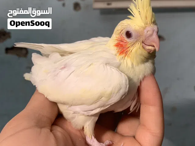 للبيع كوكتيل افراخ زق عمر 25  واحد 30 زوج 50 عنوان بصره طويسه