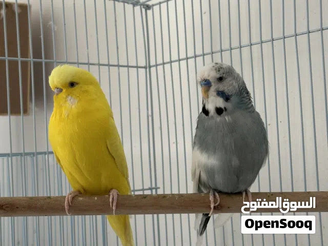 ذكر روز وذكور بادجي انجلش