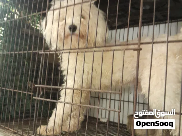 كلب ذكر. ما شاء •اللّـہ̣̥ عليه