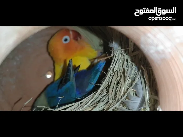 زوج فيشر الانثى اصفر والذكر ازرق