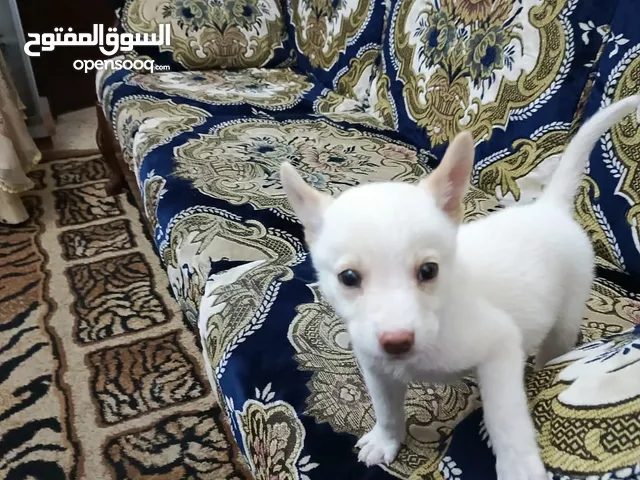 ما نوع هاذا الكلب هل هاذا هاسكي