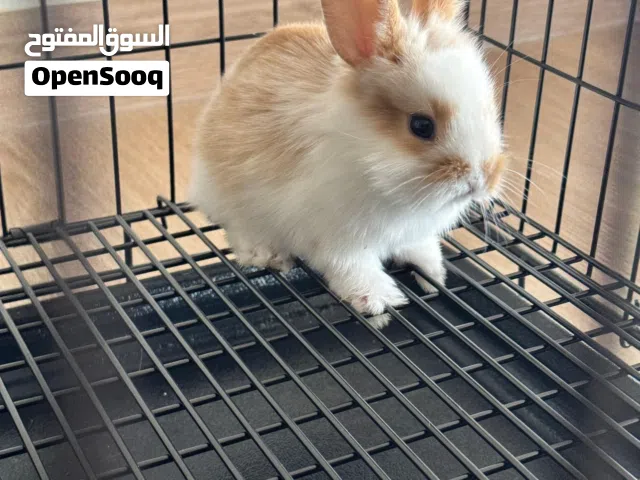 ارنب انثى  معً الاكسسوارات