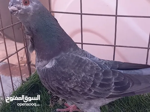مخلف ذباني مخلص بواقي