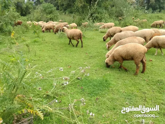 Wholesale Somali Goat, Black Head, and Doper Meat Exported from Kenya – Now Available in UAE