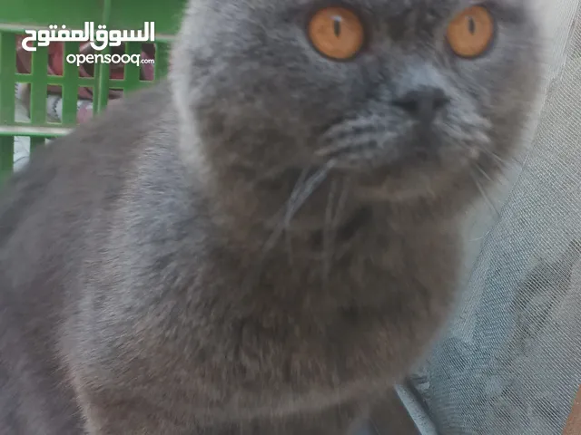 قط برتش بريطاني بيور