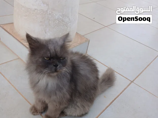 للبيع قط شيرازي مون فيس لون دخاني ملكي Black Smoke