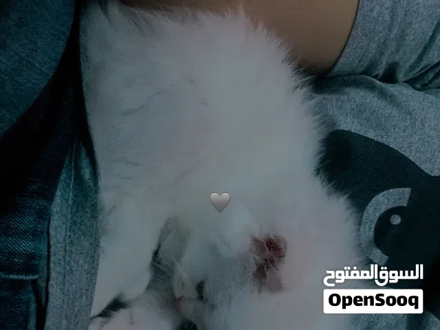 بسس للبيع ابيض واسود