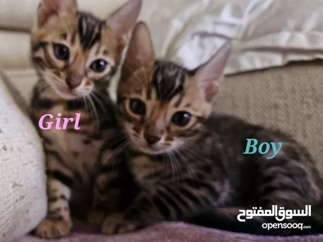 Luxury Bengal Kitten 1.Boy&1.Girl Born: 15.04.2025