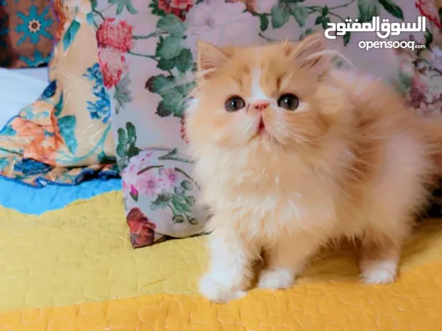 ذكر بيرشين ريد وايت