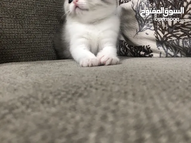 قطط صغيرة جميلة جدا و نظيفة beautiful and clean kitten