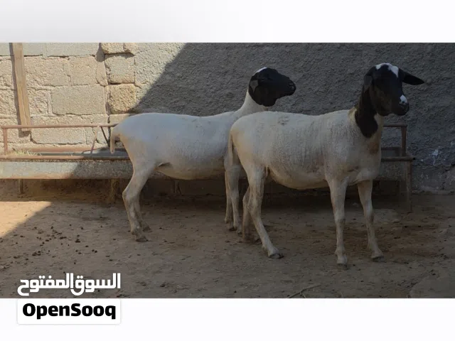 رخال عشار تهجين دوربر