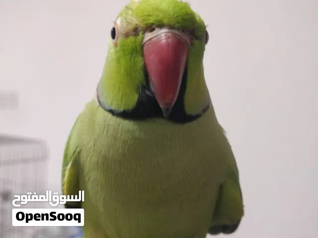 Indian ring neck parrot