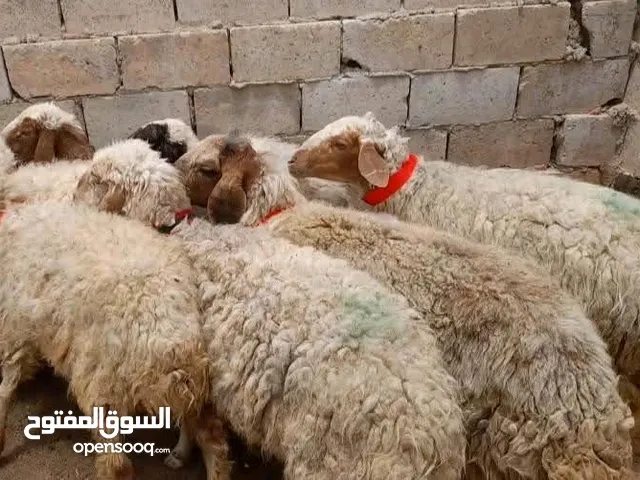 عقائق ذبائح نذر اضاحي بلدي للبيع