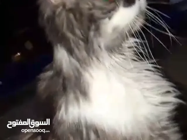 شيرازاي شريسيه