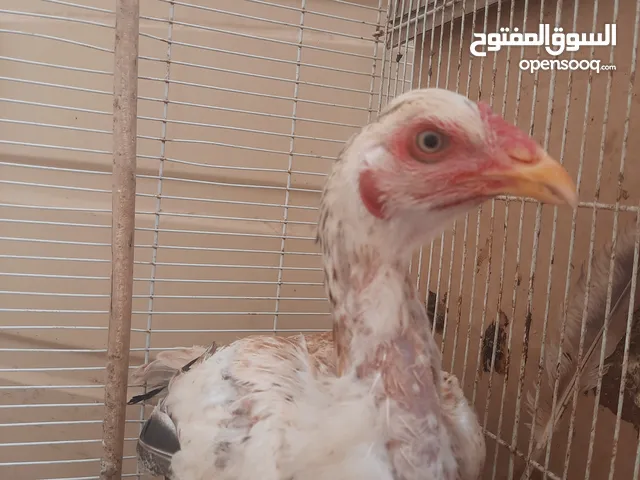 دجاج باكستاني
