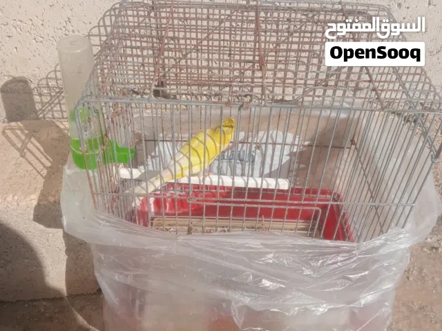 فحل كنار جاهز جيزه