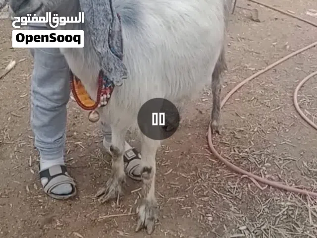 بسم الله ماشاء الله ثلاث عنزات نخب