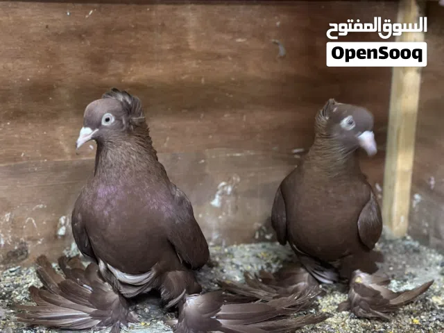حمام راعب للبيع