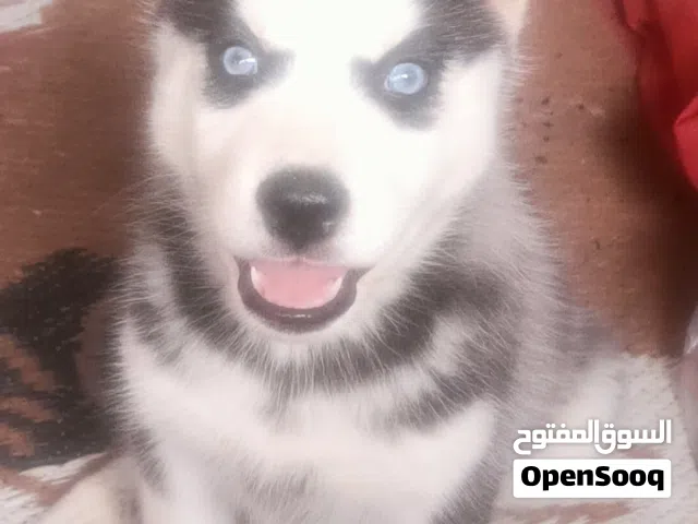 جرو هاسكي للبيع – 46 يوم