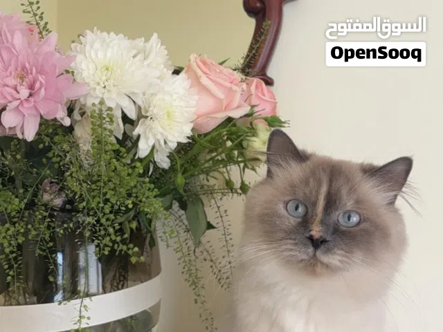 قطة ممتازة
