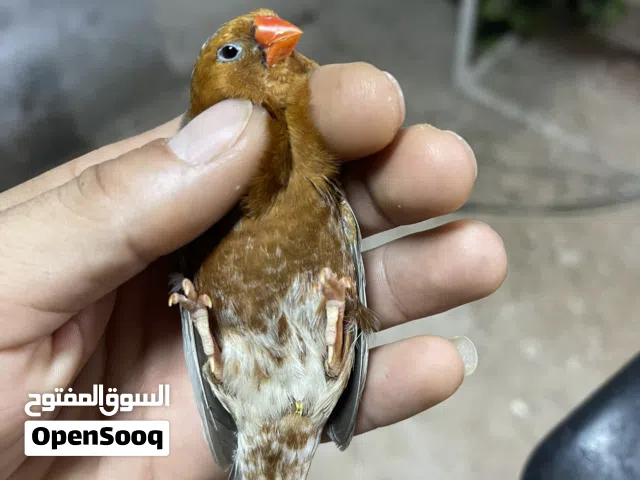 زوج فول اورنج اقره الوصف