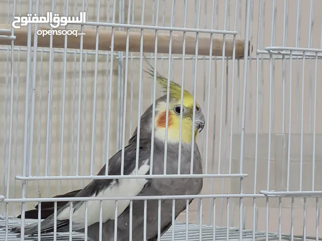 cocktail parrot