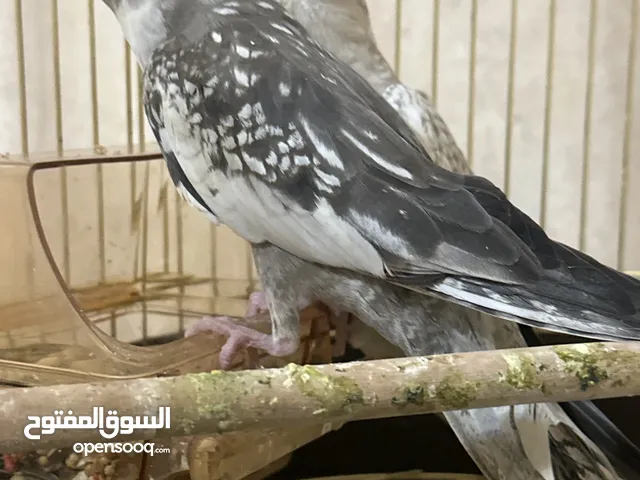 كوكتيل زوج