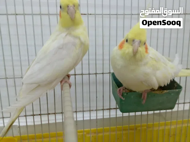 كوبية كوكتيل لاتينو عين حمراء
