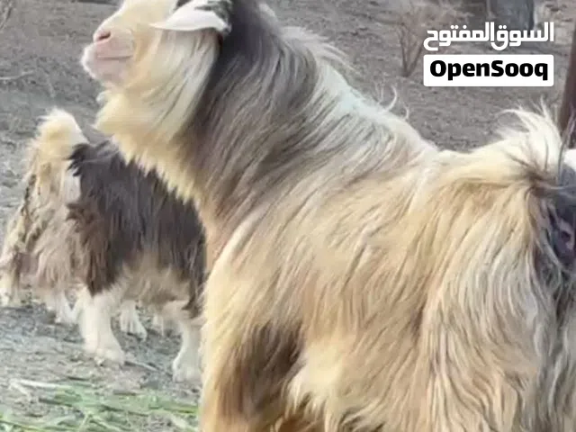 السلام عليكم البيع تيس ماشاء الله حلال فاخر